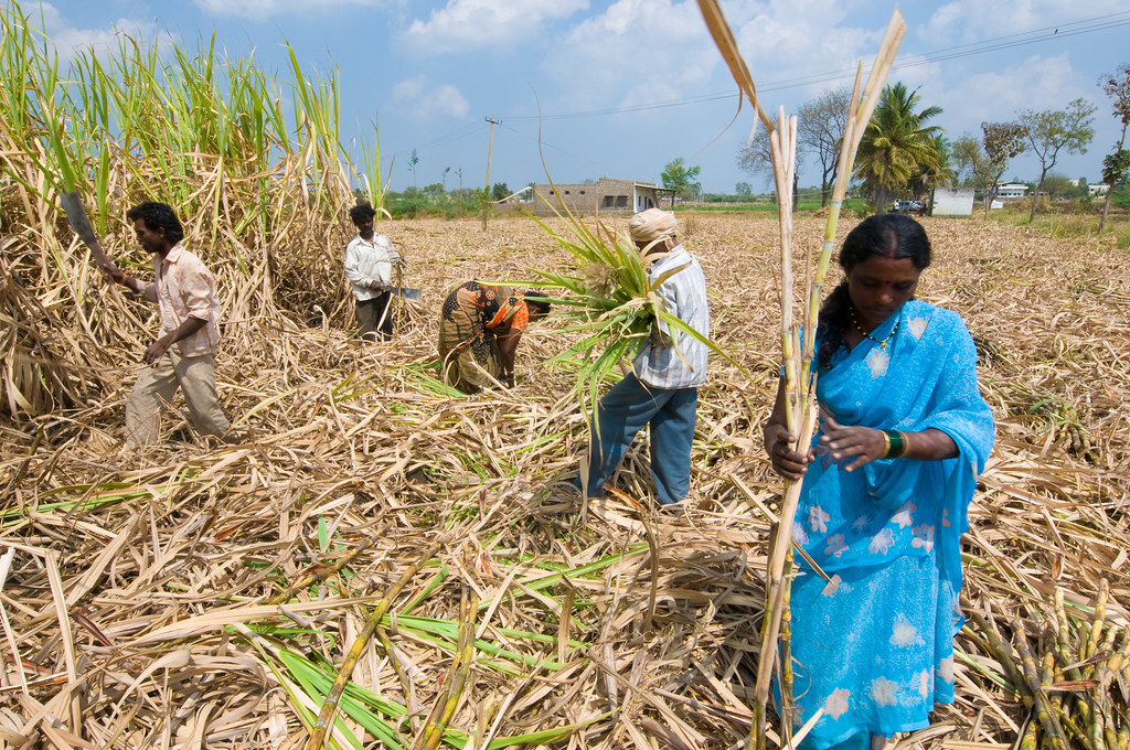 A group of Indian sugar cane farmers